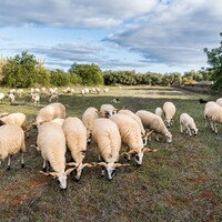 ovelhas a pastar
